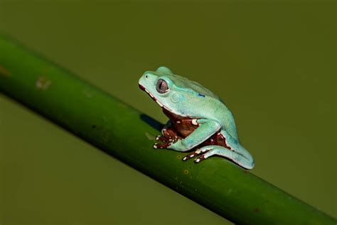 American Green Tree Frog Care Guide