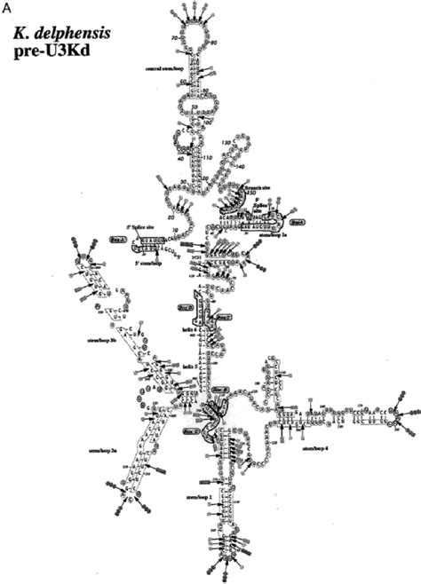 Schematic Representation Of The Results Of Chemical And Enzymatic