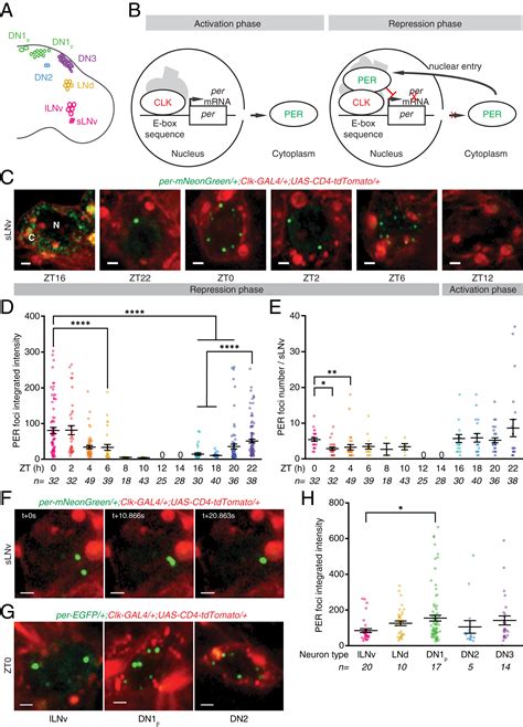 Clock Proteins Regulate Spatiotemporal Organization Of Clock Genes To