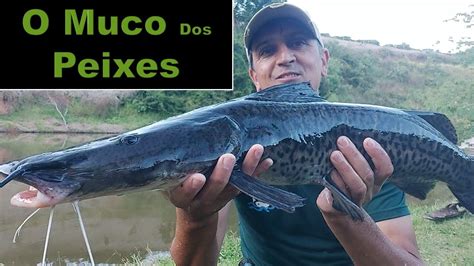 Defesa Natural Dos Peixes Muco Da Pele YouTube