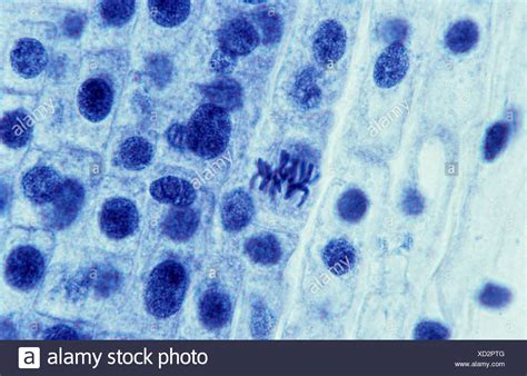 Mitosis Metaphase Stock Photos And Mitosis Metaphase Stock Images Alamy