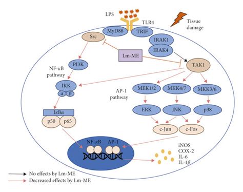 Anti Inflammatory Mechanisms Of Lm ME Lm ME Targeted Src And TAK1