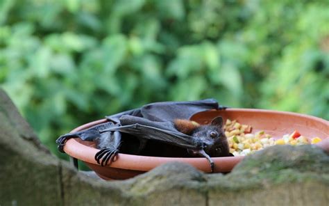 Cinq Dangers De La Pr Sence De Chauves Souris Dans Votre Maison Et