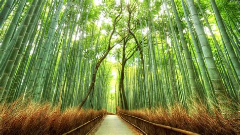 photography japan landscape kyoto bamboo moso forest asia zen