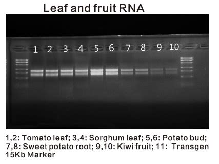 Plant and Algae RNA Isolation Kit - Attogene