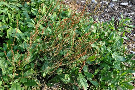 Rumex Acetosella Whole Plant Inflorescence Turfgrass And Landscape