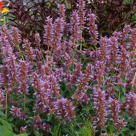 Plantes Vivaces AGASTACHE 'Kudos Silver Blue' ® - Agastache - Pépinière ...