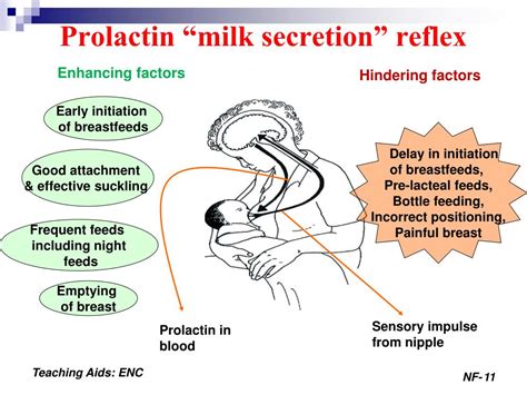 Milk Let Down Reflex Diagram