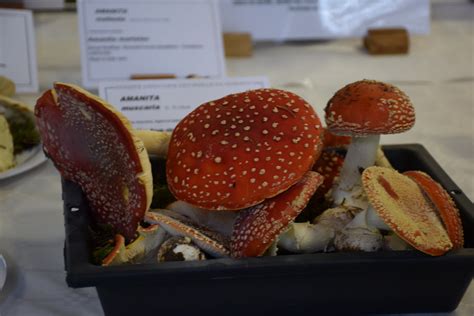 Le Creusot Exposition mycologique 250 espèces de champignons cette