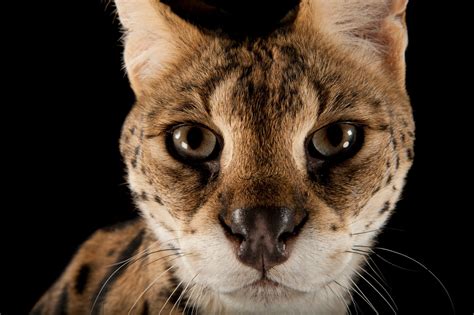 Serval Named Kenya Leptailurus Serval Joel Sartore