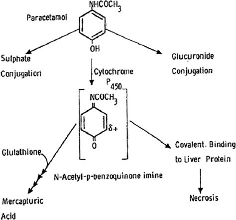 Phases 1 And 2 Acetaminophen Metabolism Acetaminophen Consumed In