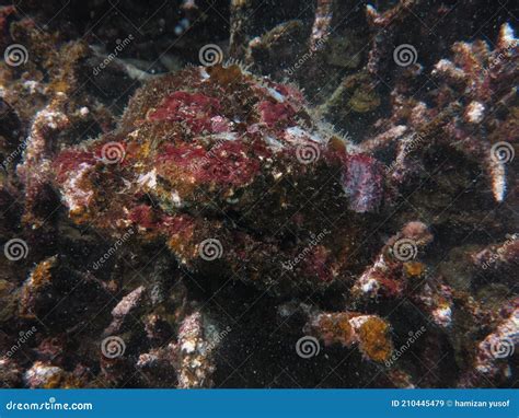 The Coralline Algae Attached On Rock At Sea Bottom Stock Image Image