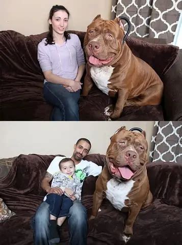 cho pitbull lon nhat  gioi kham pha su  ve giong cho manh