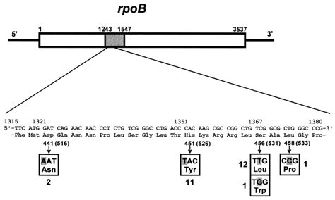 Dna Sequence Of The Rpob Gene From Clinical Isolates Of M Leprae The