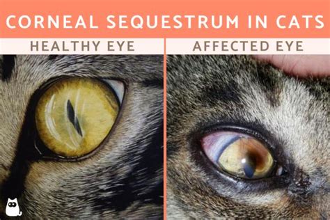 What Causes Dark Brown Circles Around The Eyes In Cats