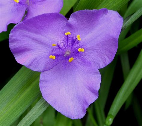 Tradescantia Virginiana Commelinaceae Image 194178 At PhytoImages Siu Edu