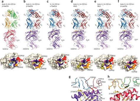 Recognition Of β Linked Self Glycolipids Mediated By Natural Killer T