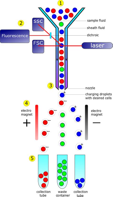 facs flow cytometry protocol - Yadira Roden