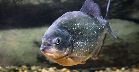 Piranha Fish Facts - A-Z Animals