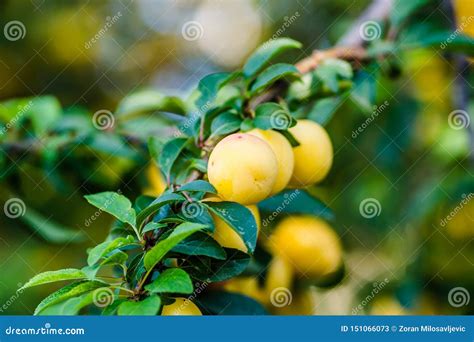 Yellow Plum Ripe Fruit Hidden Green Leaves Stock Image Image Of