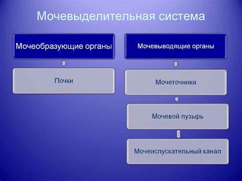 Строение и функции мочевыделительной системы - презентация онлайн