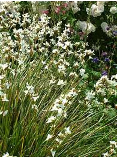 The Beth Chatto Gardens - I - N > Libertia > Libertia grandiflora