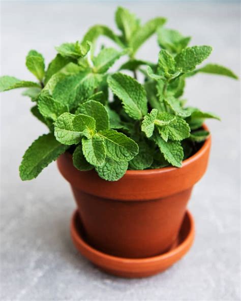 10 Easiest Herbs To Grow Best Herbs For Fast Easy Growth Apartment