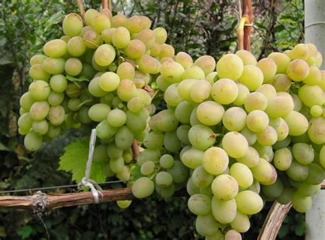 Саженцы Винограда в Москве: Купить, Цена – Интернет-магазин Свой ...
