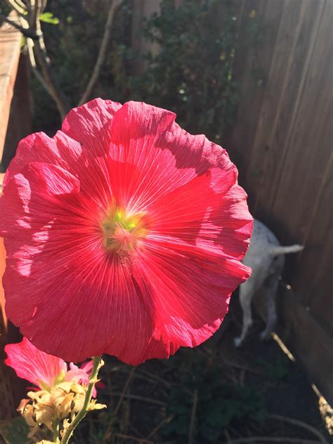 Beautiful Ass Flower R Flowers