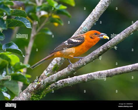 White Winged Tanager Piranga Leucoptera Costa Rica Stock Photo Alamy