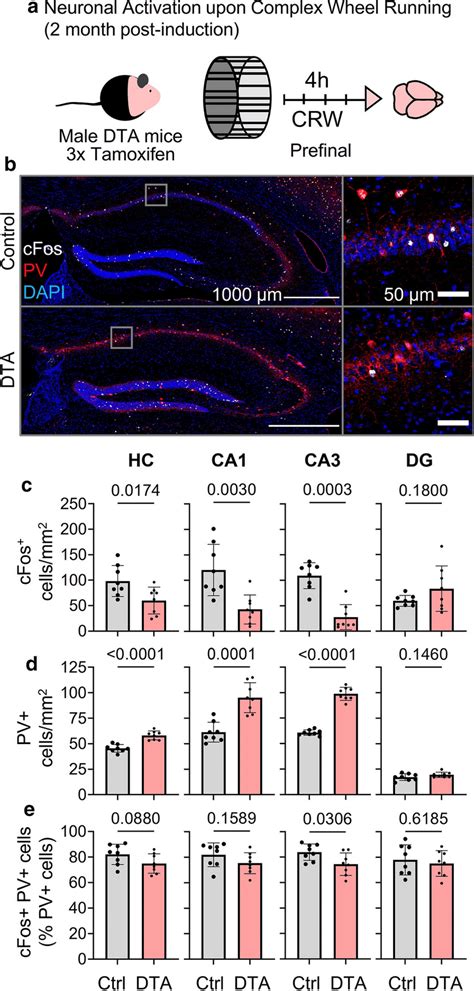 Indicators Of Neuronal Activity And Circuitry In The Hippocampus Upon