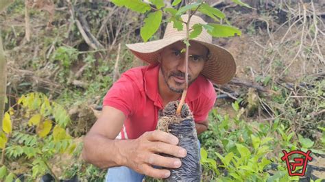 C Mo Cultivar Germinar Y Trasnplantar Cedro Negro O Nogal Youtube