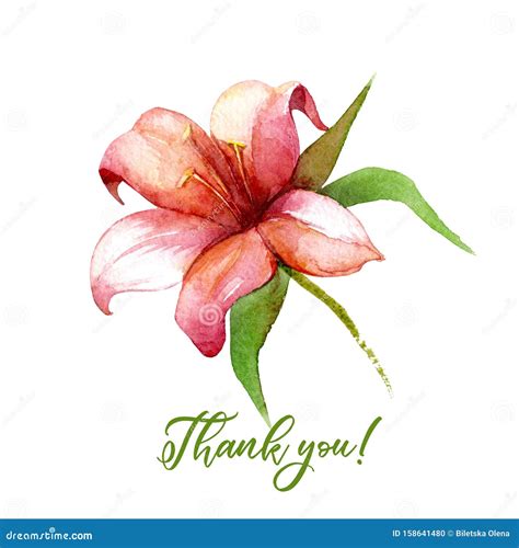 Watercolor Flower Thank You Card Stock Illustration Illustration Of