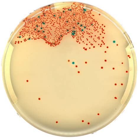 CHROMagar COLOREX STREP A Biolife Cromogeni