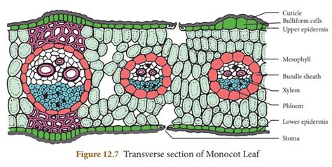 Diagram Of A Monocot Leaf Anatomy