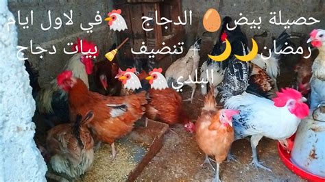 حصيلة بيض🥚 الدجاج 🐔في لاول ايام رمضان🌙🌙 تنضيف🧹 بيات دجاج البلدي🐔🐔