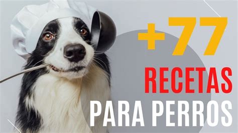 Recetas Para Perros 🐕 Ideas De Comida Casera Para Tu Peludo Youtube