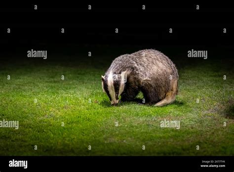 A European Badger Meles Meles Looking For Food On Grass At Night