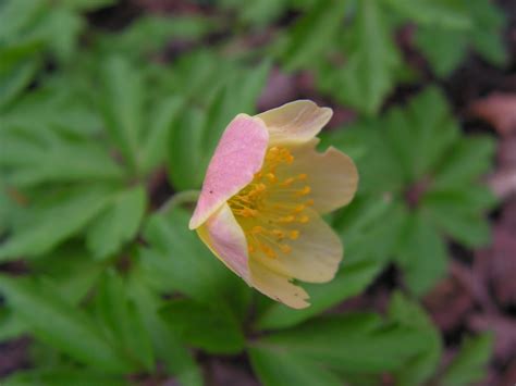 Anemone ranunculoides Elin ARBORATOR Usługi Ogrodnicze Paweł