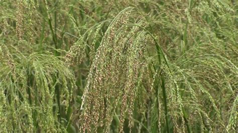 Little millet Panicum sumatrense - YouTube