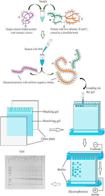 What Is Protein Gel Electrophoresis? Definition & Overview