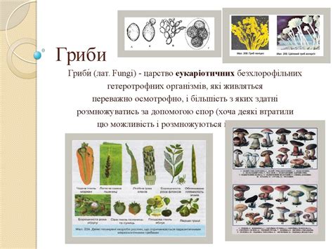 Гриби. Загальна характеристика - презентация онлайн