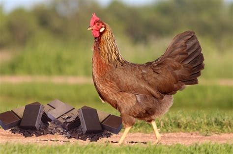 Les Poules Peuvent Elles Manger Du Chocolat Poulorama Tout Sur