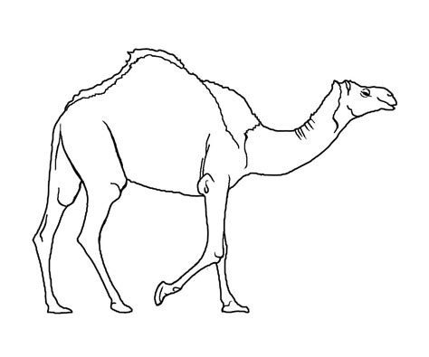 Camelo de Desenho à Mão para colorir, imprimir e desenhar - Colorir.Me