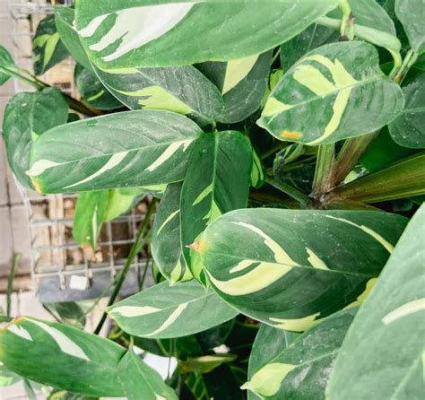 Never Never Plant Care Guide Ctenanthe Paisley Plants
