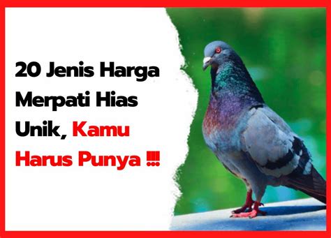 Jenis Harga Merpati Hias Unik Kamu Harus Punya Hobi Ternak