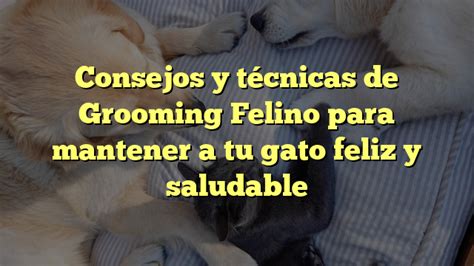 Cómo mantener a tu gato con aspecto impecable consejos de grooming