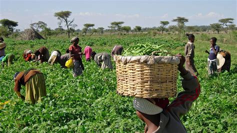 Africa Can Solve Food Insecurity Through Technology