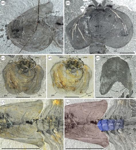 Waptia Fieldensis Walcott A Mandibulate Arthropod From The Middle