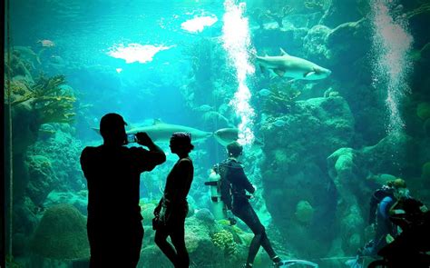 The Florida Aquarium In Tampa – The Florida Guidebook